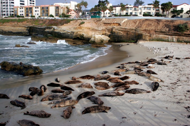 4 - La Jolla fokak